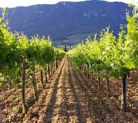 Appartement Thomas Vipava