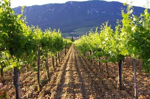 Apartamento Thomas Vipava